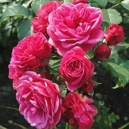 Ciemnoróżowy - Róże pienne - z drobnymi kwiatami - korona krzaczasta